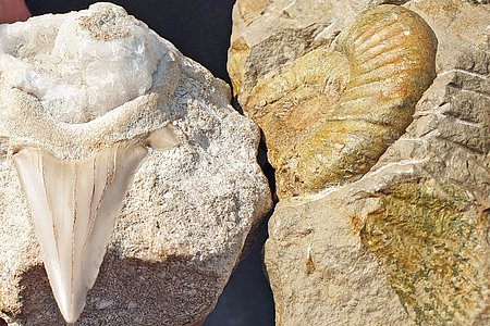 Haifischzahn Fossil